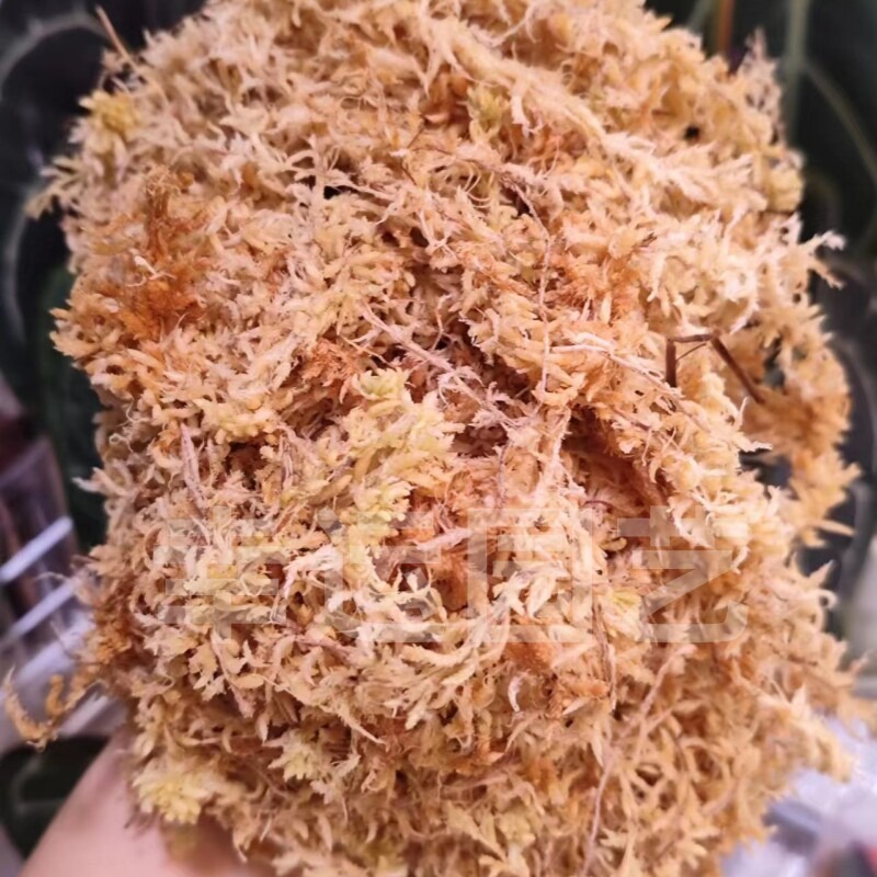 Lumut Sphagnum 5A Selandia Bar - Preserved Moss Sheet ulasan dan harga